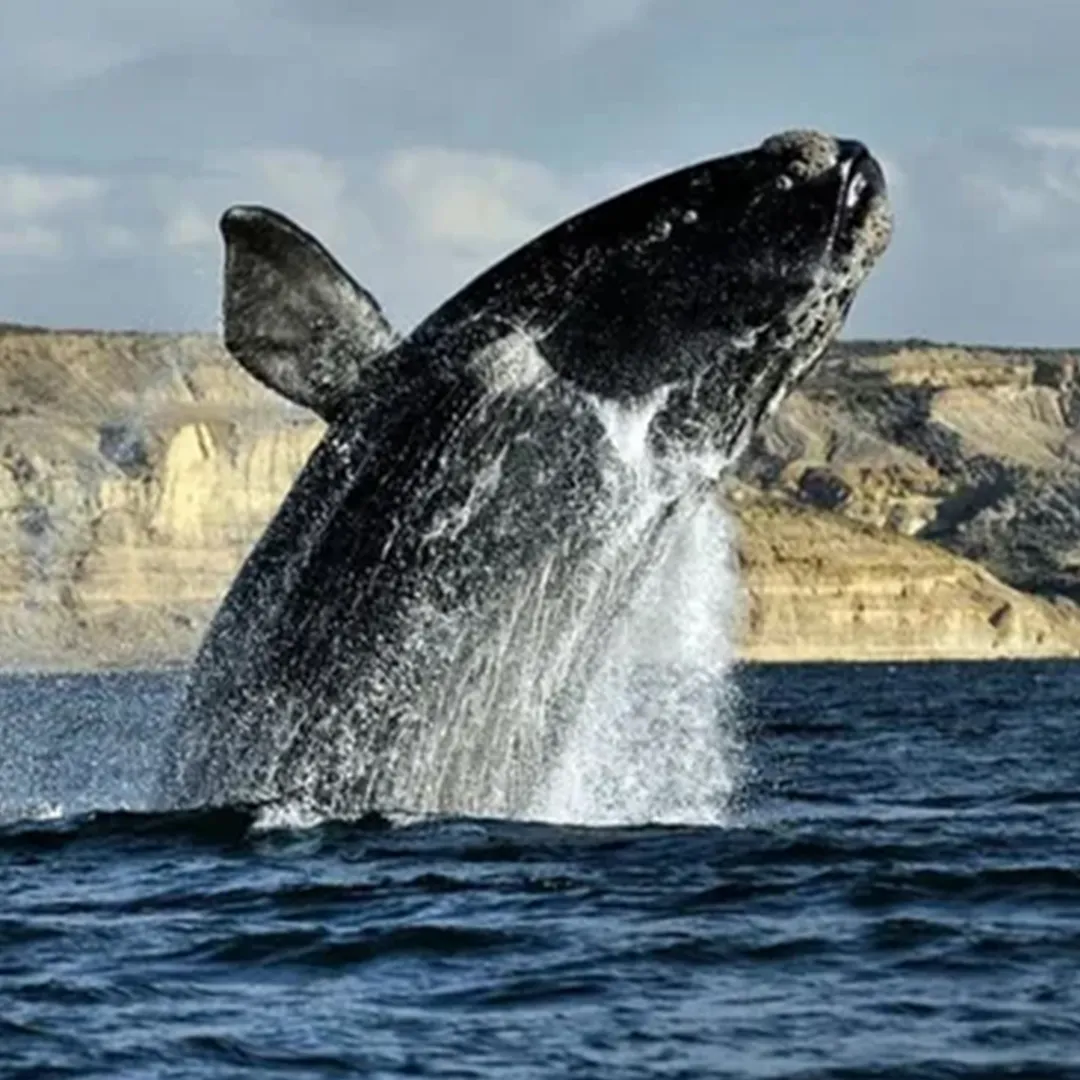  Puerto Madryn en Septiembre
